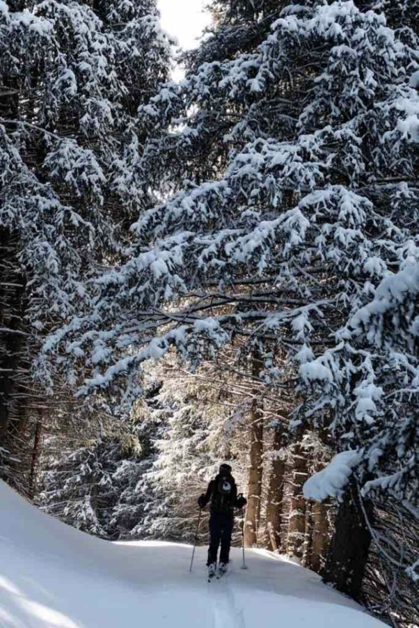A splitboarder touring up a trail through tall snow-laden pine forest